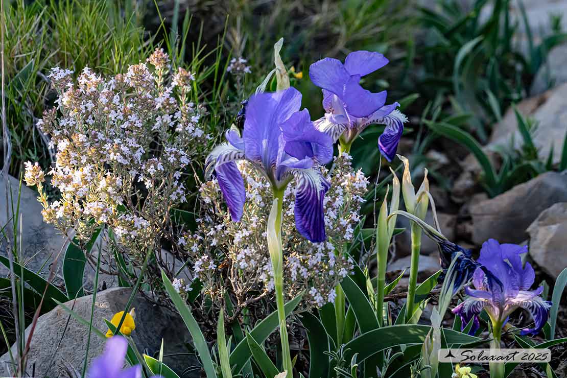 Ordine: Liliales; Famiglia: Iridaceae; Specie:Iris bicapitata